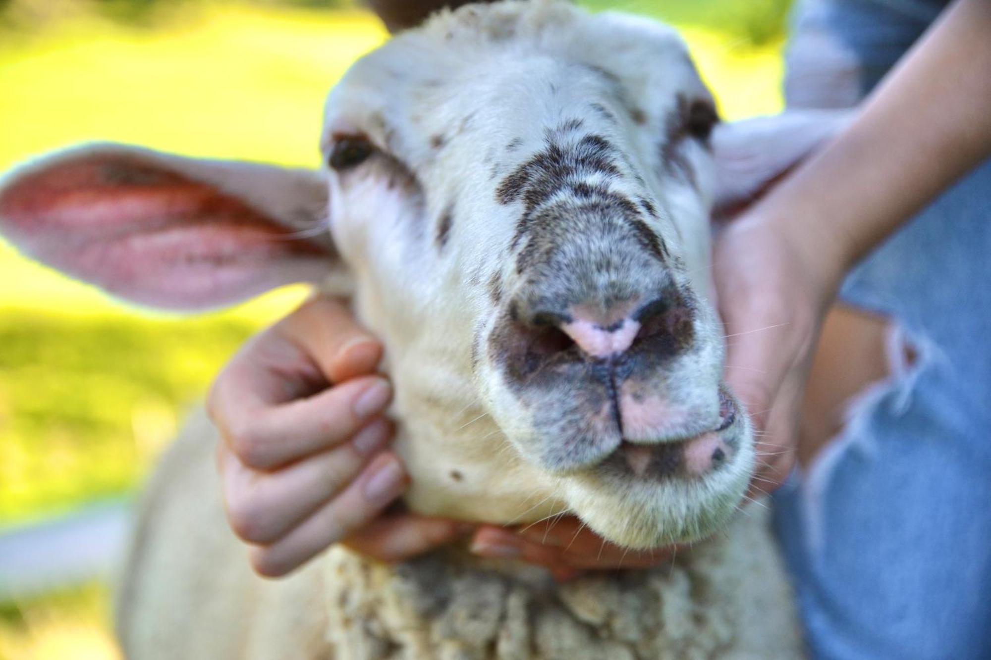 Ferienstadl - Hammerau Göstling an der Ybbs Zewnętrze zdjęcie